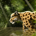 Jaguar_eau_jungle