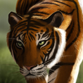 Tigre_portrait_chasse