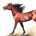 Cheval_aquarelle_saut_galop