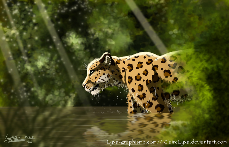 Un jaguar dans l'eau
