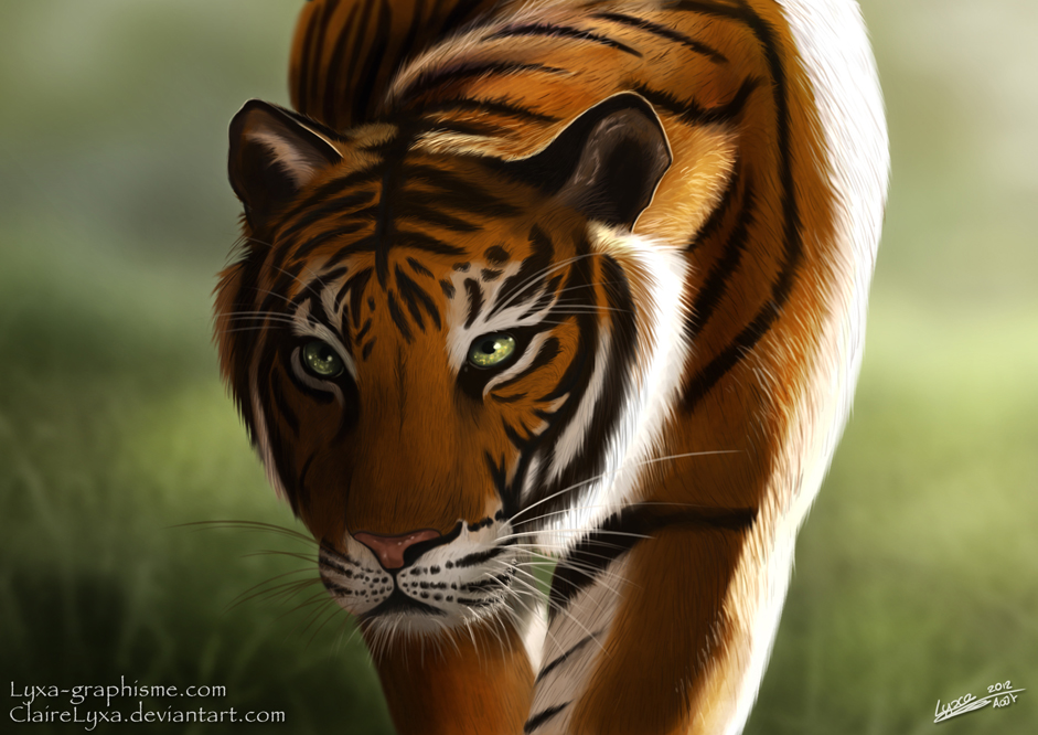 Portrait d'un Tigre
